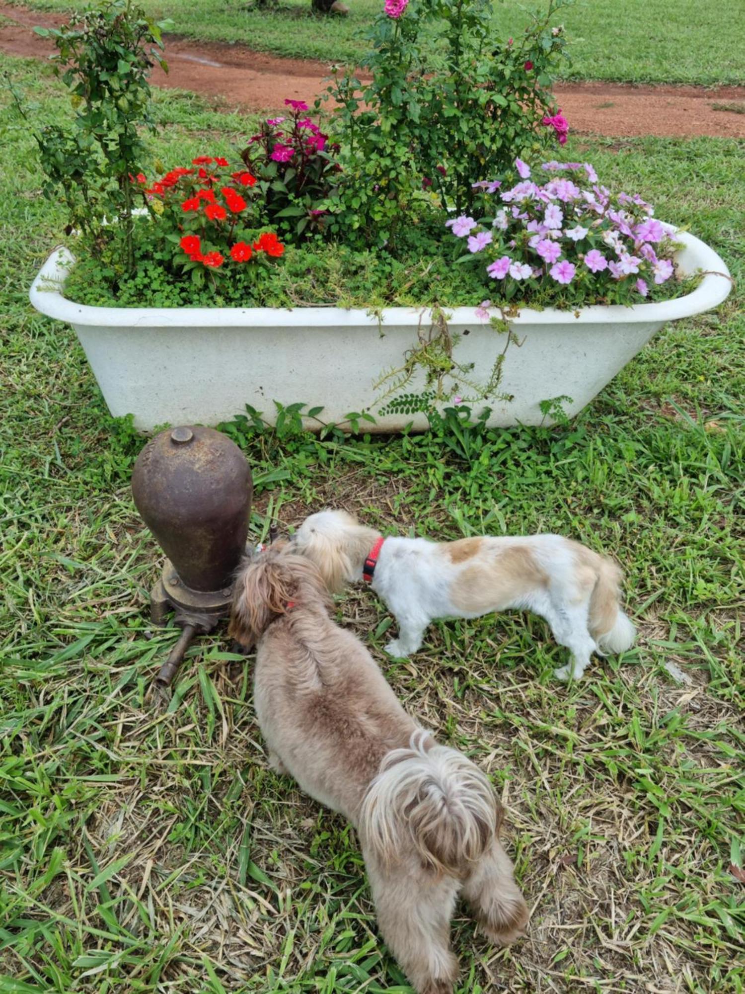 Pousada Aguas Da Canastra Vargem Bonita Dış mekan fotoğraf